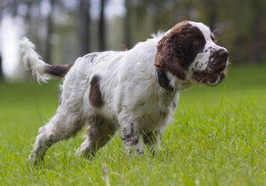 Photo : chien de race Springer Anglais sur Woopets