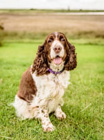 Photo : chien de race Springer Anglais sur Woopets