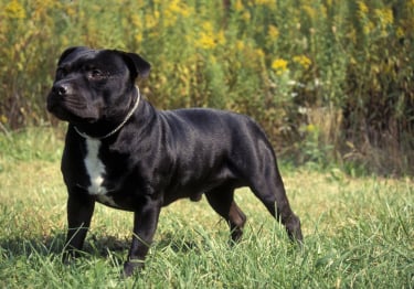 Photo : chien de race Staffordshire Bull Terrier sur Woopets