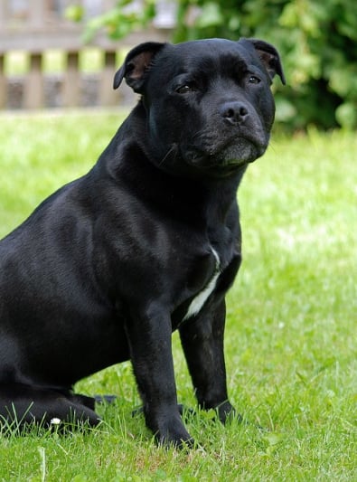 Photo : chien de race Staffordshire Bull Terrier sur Woopets