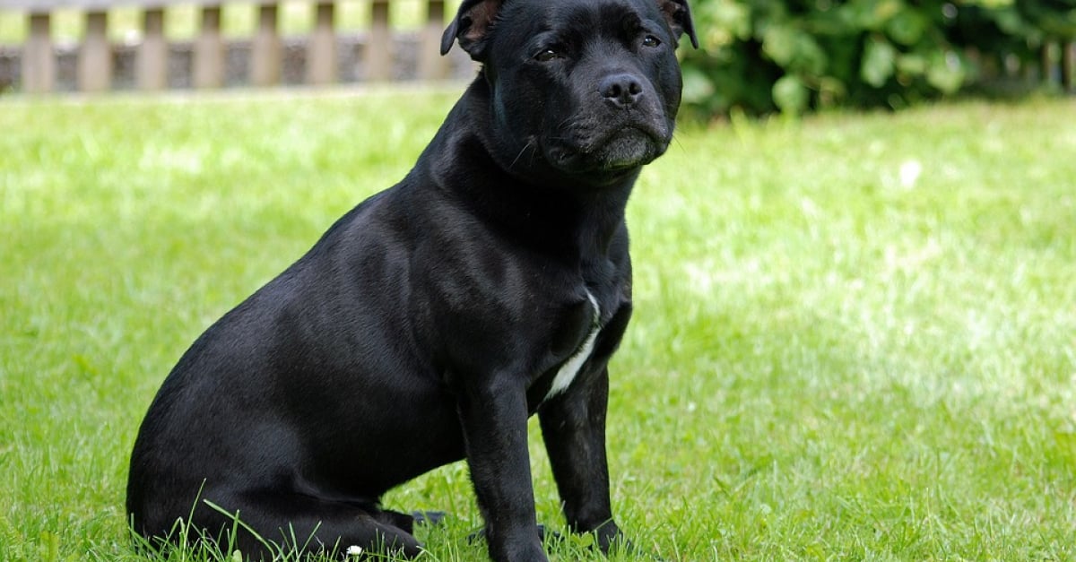 Staffordshire Bull Terrier Caractere Sante Alimentation Prix Et Entretien