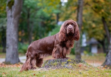 Photo : chien de race Sussex-Spaniel sur Woopets