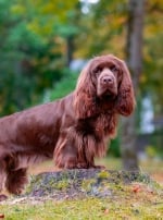 Photo : chien de race Sussex-Spaniel sur Woopets