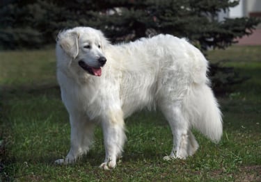 Photo : chien de race Tchouvatch Slovaque sur Woopets