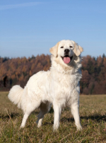 Photo : chien de race Tchouvatch Slovaque sur Woopets