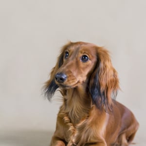 Photo de Teckel