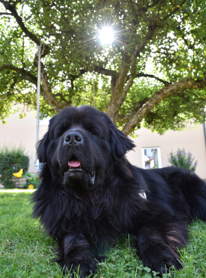 Photo : chien de race Terre Neuve sur Woopets