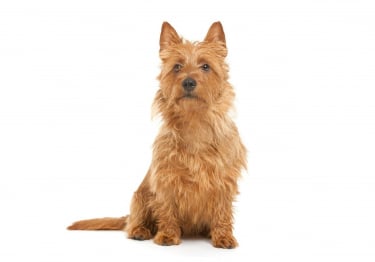 Photo : chien de race Terrier australien sur Woopets