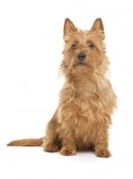 Photo : chien de race Terrier australien sur Woopets