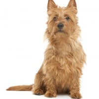 Photo de Terrier australien