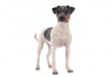 Photo : chien de race Terrier brésilien sur Woopets