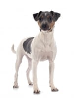 Photo : chien de race Terrier brésilien sur Woopets