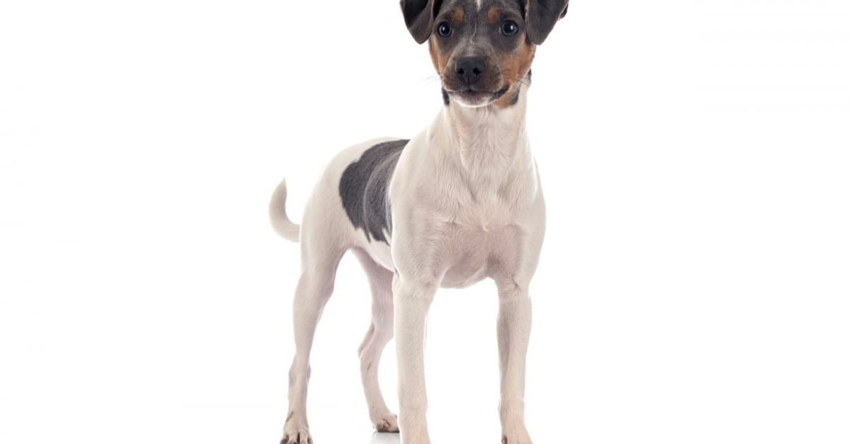 Terrier Br silien Caract re Sant Alimentation Prix Et Entretien terrier-br-silien-caract-re-sant-alimentation-prix-et-entretien