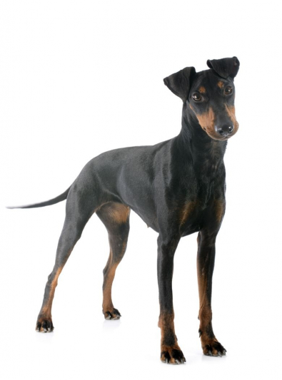 Photo : chien de race Terrier de Manchester sur Woopets