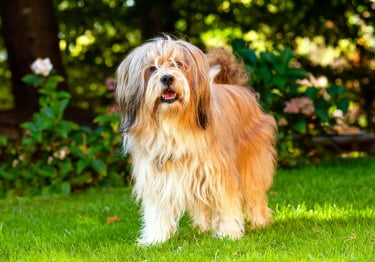 Photo : chien de race Terrier Tibétain sur Woopets