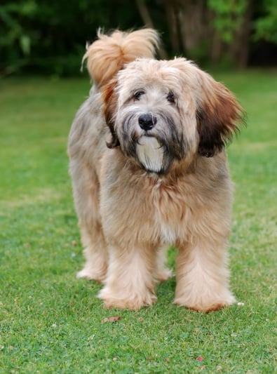 Photo : chien de race Terrier Tibétain sur Woopets