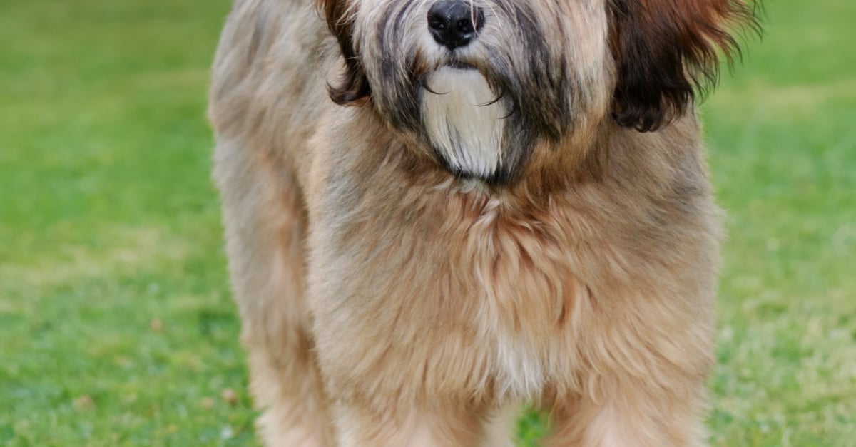 Terrier Tibétain caractère, santé, alimentation, prix et entretien