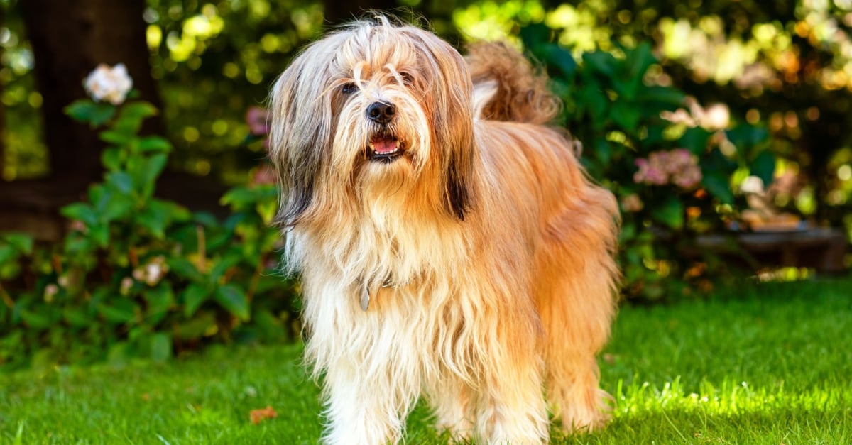 Terrier Tibétain caractère, santé, alimentation, prix et entretien