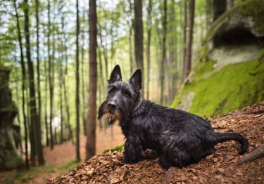 Photo : chien de race Terrier Ecossais sur Woopets