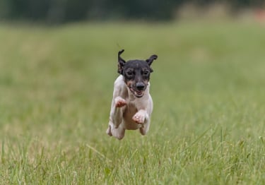 Photo : chien de race Terrier japonais sur Woopets