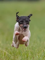 Photo : chien de race Terrier japonais sur Woopets