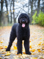Photo : chien de race Terrier Noir Russe sur Woopets
