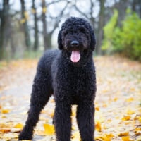 Photo de Terrier Noir Russe