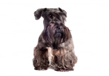 Photo : chien de race Terrier tchèque sur Woopets