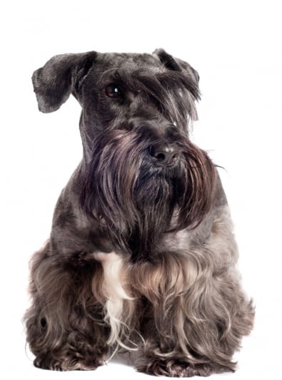 Photo : chien de race Terrier tchèque sur Woopets