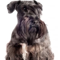 Photo de Terrier tchèque