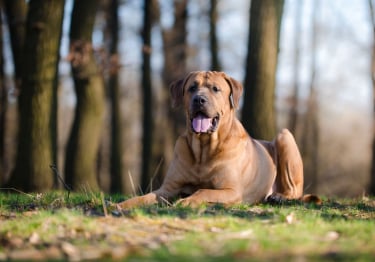 Photo : chien de race Tosa sur Woopets