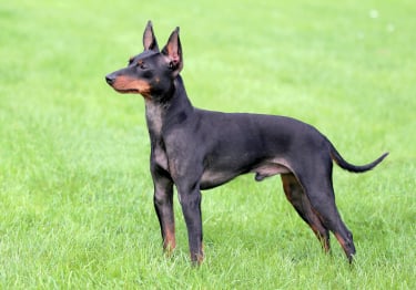 Photo : chien de race English Toy Terrier sur Woopets