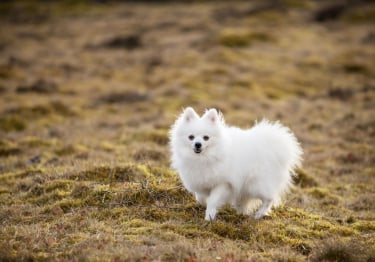 Photo : chien de race Volpino Italien sur Woopets