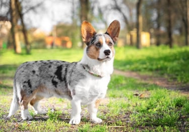 Photo : chien de race Welsh Corgi Cardigan sur Woopets