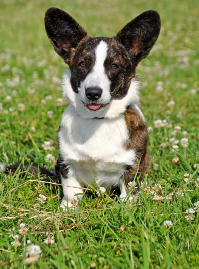 Photo : chien de race Welsh Corgi Cardigan sur Woopets