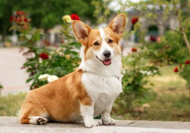 Photo : chien de race Welsh Corgi Pembroke sur Woopets