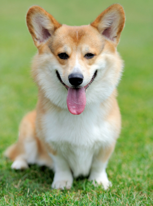 Photo : chien de race Welsh Corgi Pembroke sur Woopets