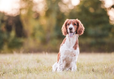 Photo : chien de race Welsh Springer Spaniel sur Woopets