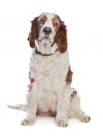 Photo : chien de race Welsh Springer Spaniel sur Woopets