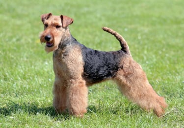 Photo : chien de race Welsh Terrier sur Woopets