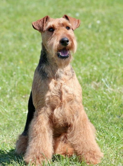 Photo : chien de race Welsh Terrier sur Woopets