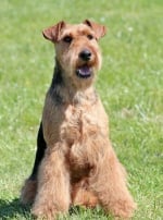 Photo : chien de race Welsh Terrier sur Woopets