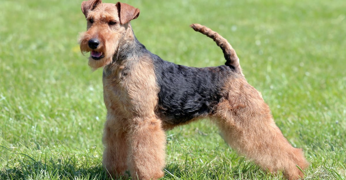 Welsh Terrier caractère, santé, alimentation, prix et entretien