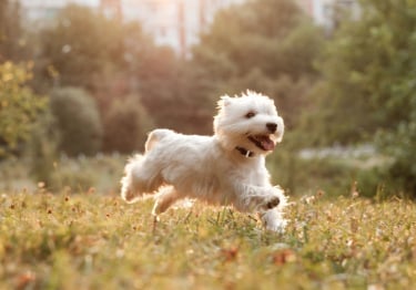 Photo : chien de race West Highland White Terrier sur Woopets