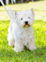 Photo : chien de race West Highland White Terrier sur Woopets