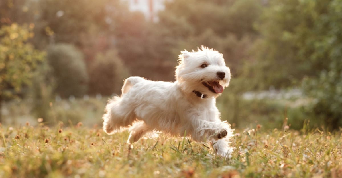 West Highland White Terrier Caractere Sante Alimentation Prix Et Entretien