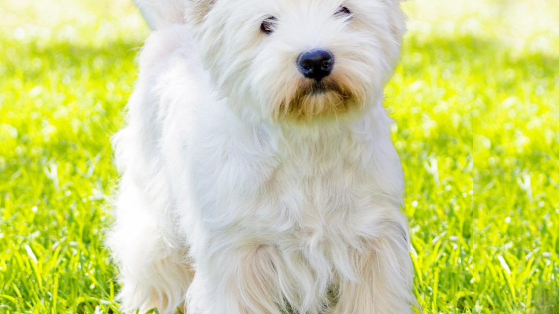 Westy chien sales