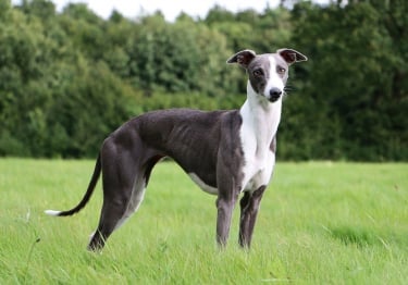 Photo : chien de race Whippet sur Woopets