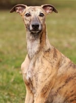 Photo : chien de race Whippet sur Woopets