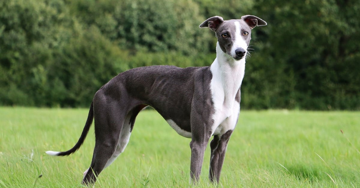 Whippet Caractere Sante Alimentation Prix Et Entretien